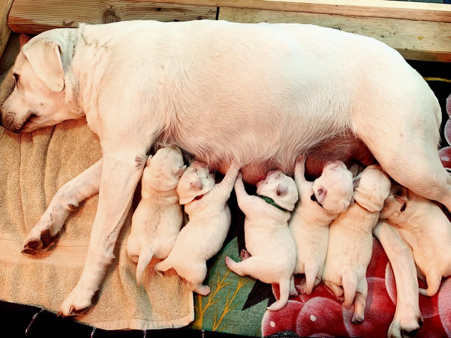 Newborn Labrador Puppies